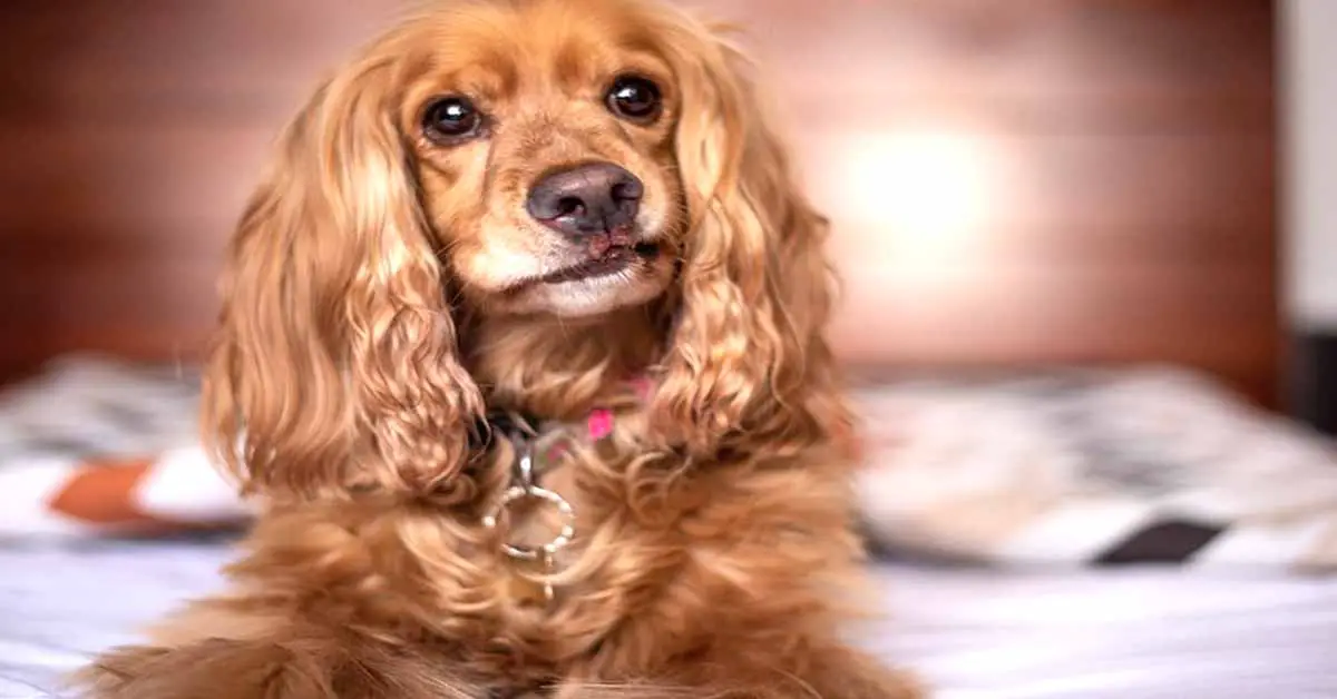 Why do dogs dig on beds and couches