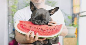 Why is my dog not eating his food but will eat human food
