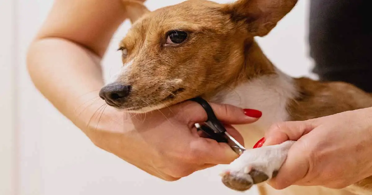 How to keep dog nails short without clipping