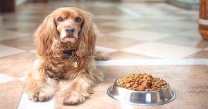 is Purina one a good dog food