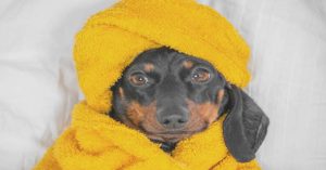 Are Dogs Allowed in Bed Bath And Beyond