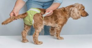 How To Dress A Dog Wound