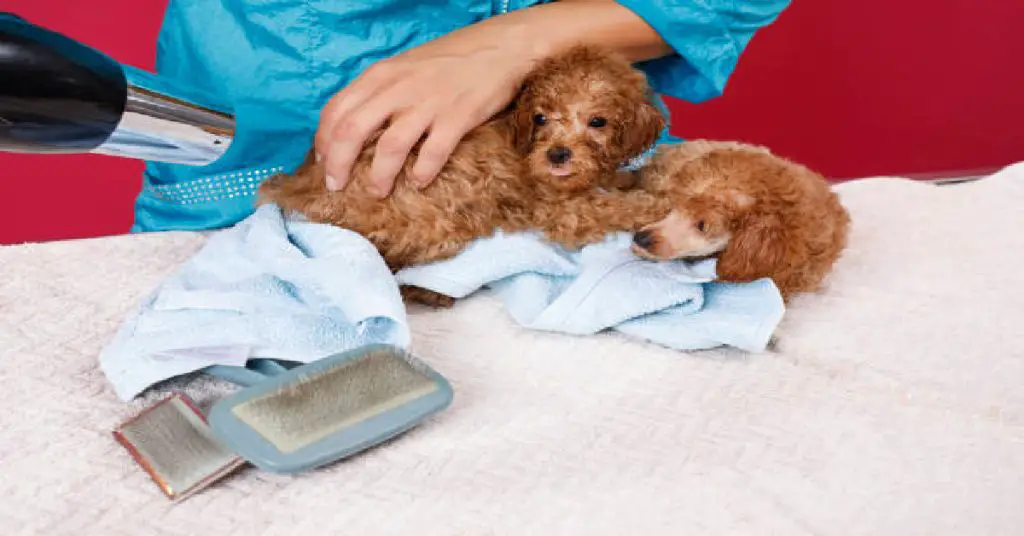 How to Banish Dog Hair from Clothes When Washing Proven Methods