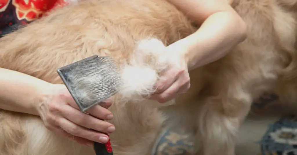 How to Get Dog Hair off Clothes Easy & Quick Solutions!