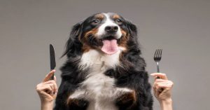 Is Merrick Dog Food Under Investigation