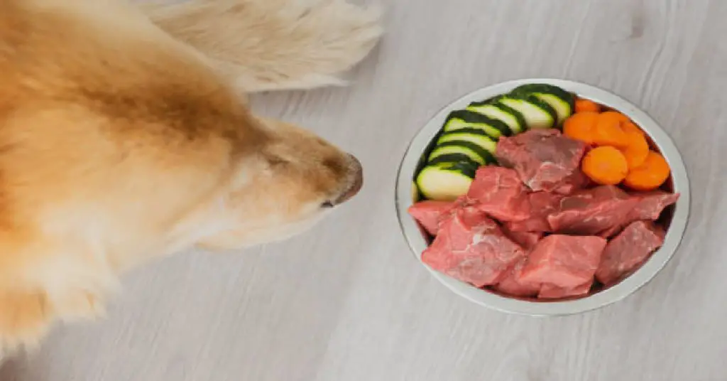 What is the Easiest Protein for Dogs to Digest