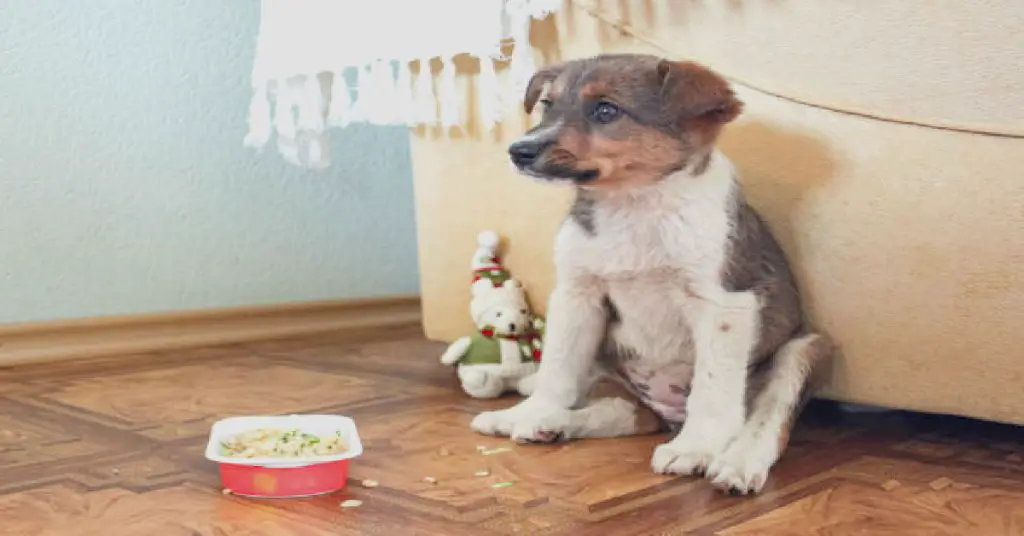 unleashing-the-mystery-why-does-my-dog-take-food-out-of-his-bowl-and