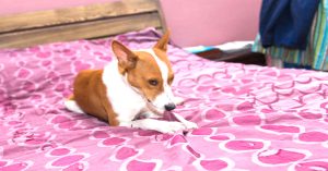 Why is My Dog Digging in My Bed