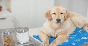 Best Diarrhea Medicine for Dogs
