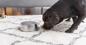 Can Dogs Eat Warm Food