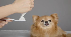 How Often Should You Get Your Dog's Teeth Cleaned