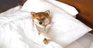 How to Wash Dog Bed Without Removable Cover