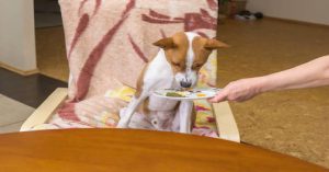 Is Ranch Dressing Bad for Dogs