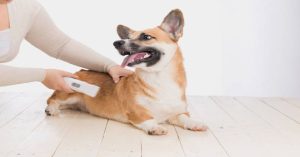 What Can I Give My Dog to Stop Diarrhea Fast