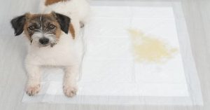 What to Do for a Dog With Diarrhea