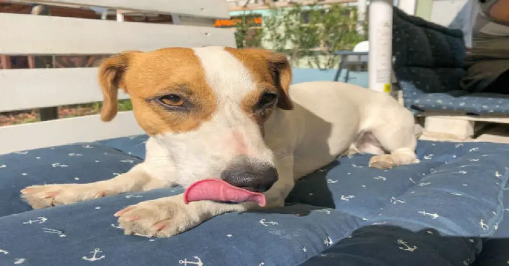 Why Do Dogs Lick the Bed