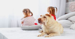 Why Does My Dog Poop on My Daughter's Bed