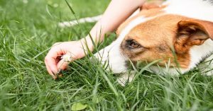 Why My Dog Eats Grass