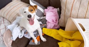 How Often to Wash Dog Bed