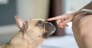 How Short Should Dog Nails