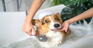 How To Clean Urine From Foam Dog Bed