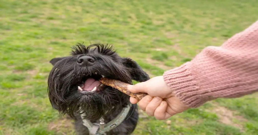 How to Find the Quick on Black Dog Nails